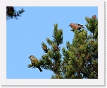 kapylinnut Parrot Crossbill 8990 * 800 x 631 * (395KB)